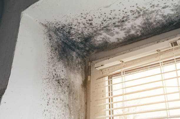 Affordable Mold Removal solutions in Tewksbury, MA